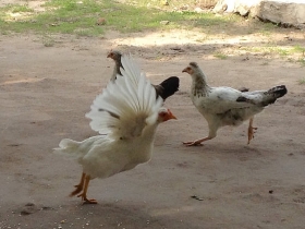 Hen Project 2015 Album Cover